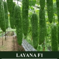Layana F1